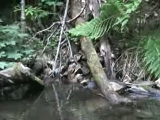 Video Blog # 77: Fall Creek Revisited.