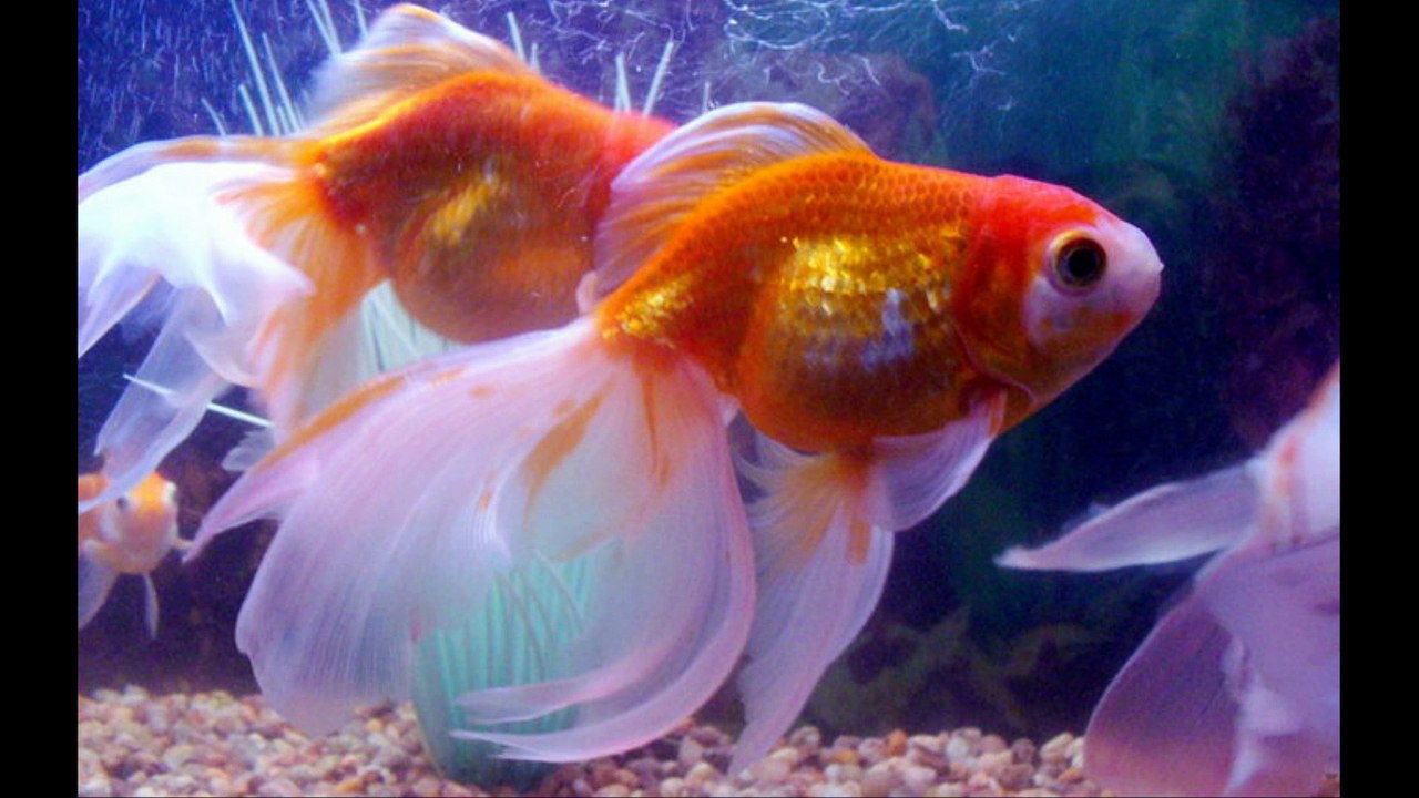 Veiltail goldfish