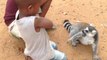 Ce lémuriens lémurien adorable redemande des caresses à ces enfants... Trop mignon