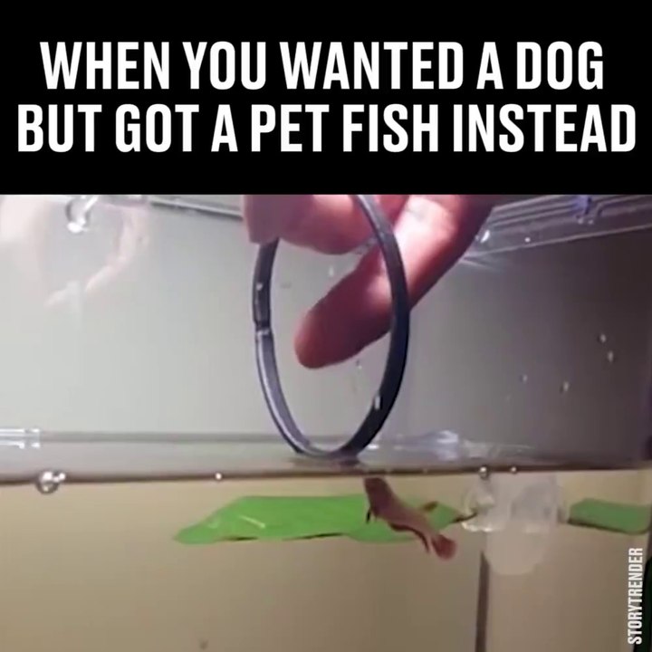 Elle a dressé son poisson rouge à sauter dans le cerceau