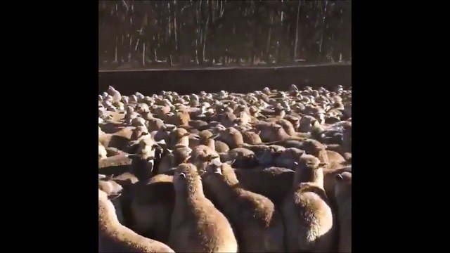 Cherchez l'intrus... Trop drôle