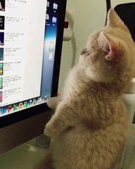 Phòng khám đa khoa Đại Đông  -  Cute cats #28
