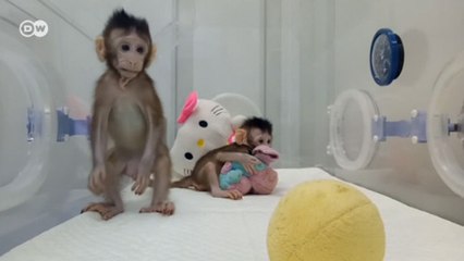 Bilim insanları ilk kez maymun klonladı