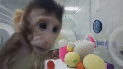 ONG animalista PETA ve clonación de monos como "un espectáculo de terror"