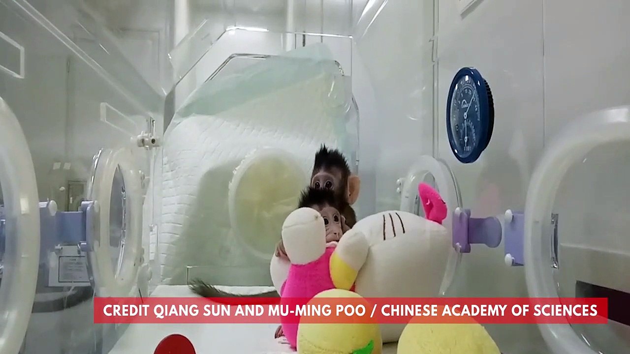 Naissance de deux singes clonés en Chine