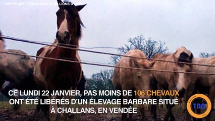 106 chevaux libérés d'un élevage