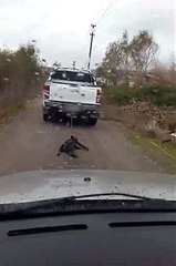 Vicdansız Sürücünün Köpeğe Eziyeti Kamerada