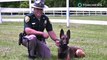Pria gigit anjing polisi di New Hampshire, digigit kembali - TomoNews