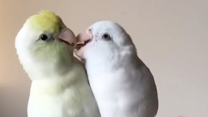 Muhabbet kuşları aşk yaşıyor