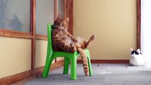 かご猫 x 椅子に座る猫　Cat sitting in a chair 2014#2
