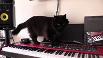 しおちゃんのピアノ演奏 Theo the cat plays the piano