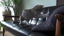 【モアクリ】 動くネコと動かないネコ - Static Cat and Dynamic Cat -