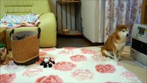 バスケット猫とファンヒーター柴犬 Cat in the basket and Shiba Inu