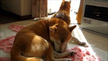 柴犬たちと猫のひなたぼっこ　Basking in the sun of cat and Shiba Inu
