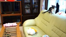 柴犬たちと猫のガウガウごっこ　Shiba Inu and cat playing in the chase