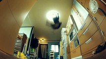 けしからん猫の空中キャッチ　Jumping cat fails to jump