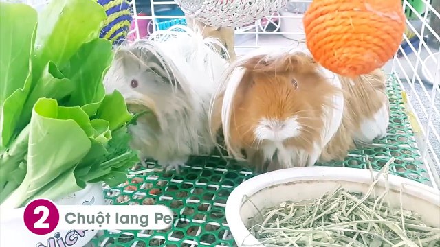 8 loài vật trở thành thú cưng vì có bộ lông mê hoặc lòng người