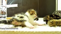 Mom Cat hugs her Cute Kitten Rocky | Mommy, Mommy, Hug Me !