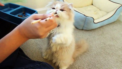 Chopsticks feeding Squirrel-like Kitten リスのような子貓 (featured in America's Cutest Cat)