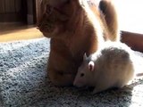 Rat loves cat!