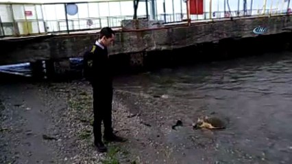 Çanakkale’de sahile caretta caretta vurdu
