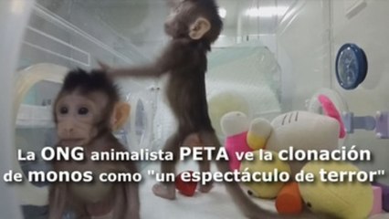 La ONG animalista PETA ve la clonación de monos como "un espectáculo de terror"