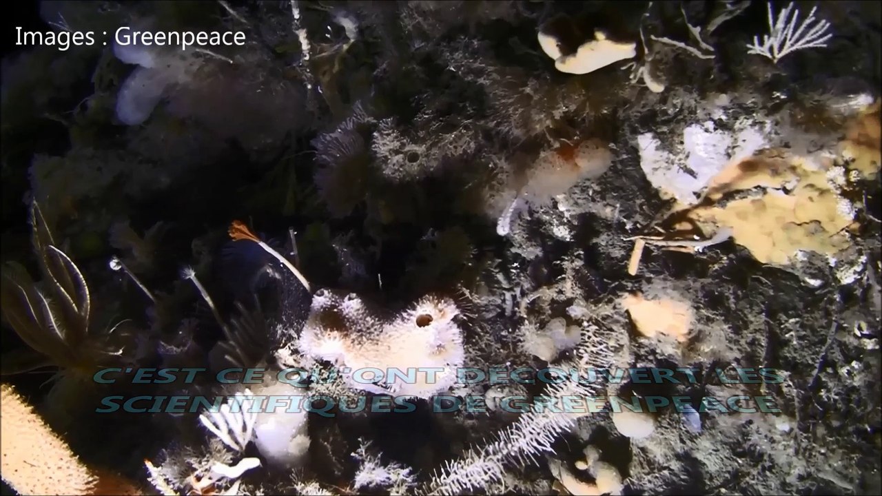 Greenpeace découvre un paradis sous-marin en Antarctique