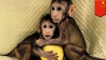 China successfully clones first monkeys from transferred DNA