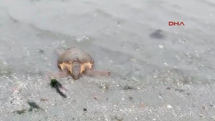 Çanakkale'de Soğuk Şokuna Giren Carette Caretta Sahile Vurdu
