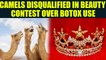 12 Camels Disqualified From Beauty Pagent For Unethical Botox Use | OneIndia News