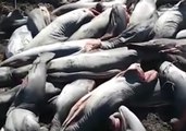 Hundreds of Dead Sharks Found Dumped by Roadside in Mexico