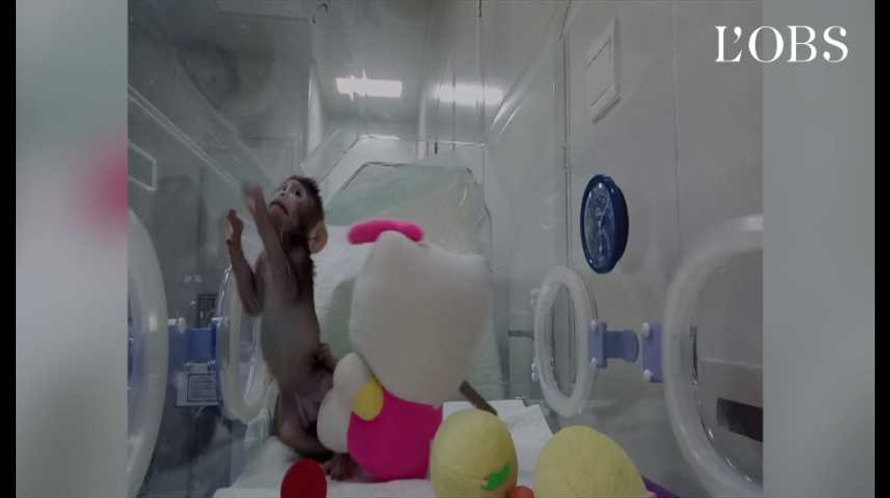 Voici les deux premiers macaques clonés comme Dolly