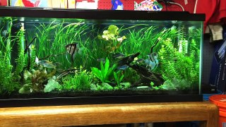 5 Aquarium Plants for Beginners: Jungle Val, Dwarf Lily, Bacopa, Amazon Sword & Ludwigia Repens