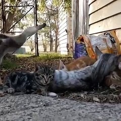 un canard se prend pour un chaton !