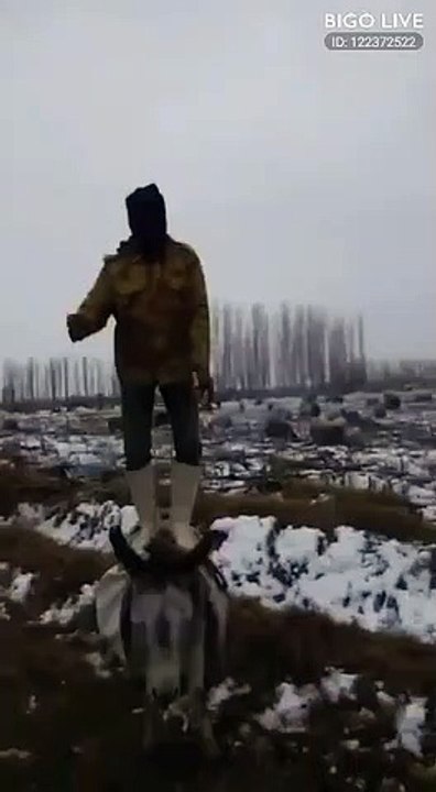 dance sur l’âne