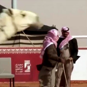 En Arabie saoudite, des dromadaires botoxés disqualifiés d'un concours de beauté
