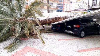 Anamur'da hurma ağacı devrildi, iki araç altında kaldı