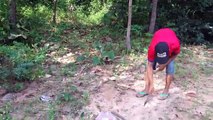 Awesome Quick Wild Rooster Trap Using Cable Traps - Primitive Technology Wild Chicken Trap