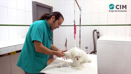 CIM Formación - CORTE A TIJERA DE PATA DELANTERA EN BICHÓN MALTÉS