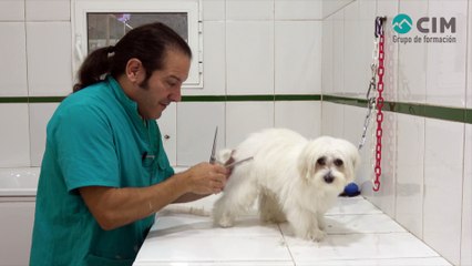 CIM Formación - CORTE A TIJERA DE PATA TRASERA EN BICHÓN MALTÉS-
