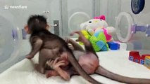 China's cloned monkeys play together in incubator
