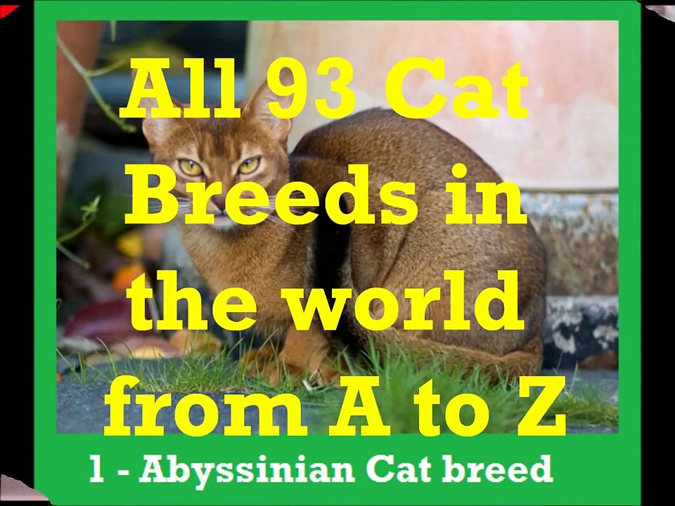 All 93 Cat Breeds In The World (A to Z)