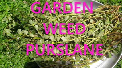 nunta shak garden weed purslane Cooking Purslane Chinese Style Purslane Ma Chi Xian Portulaca Oleracea