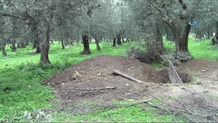 Defineciler Zeytin Tarlasına 2 Metre Çukur Kazdı