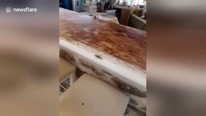 Grasshopper grooves to the music