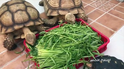 قبل أن تربي سلحاة تعرف على هذه المعلومات