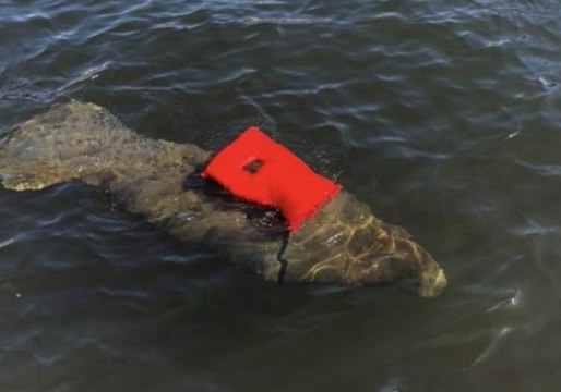 Manatee Tangled in Life Vest Rescued in Fort Lauderdale