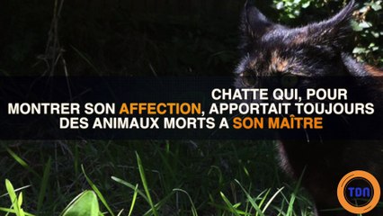 Regardez ce que ce chat apporte à son maitre tous les matins ...