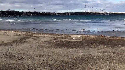 Deniz suyu 15 metre çekildi  - TEKİRDAĞ