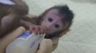 World's first monkey clones created in China